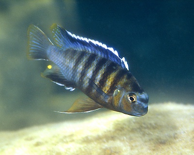 Tropheops tropheops 'Domwe Island'